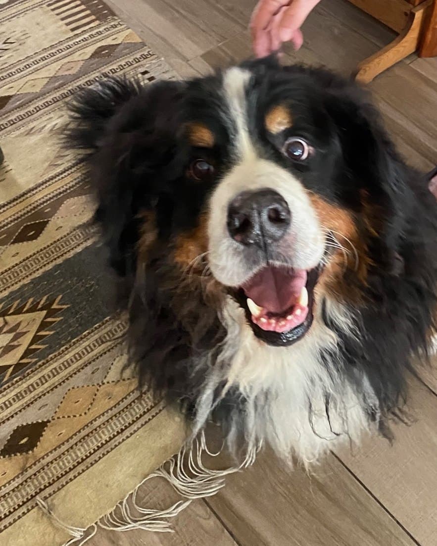 A Bernese mountain dog beaming up at the camera at home