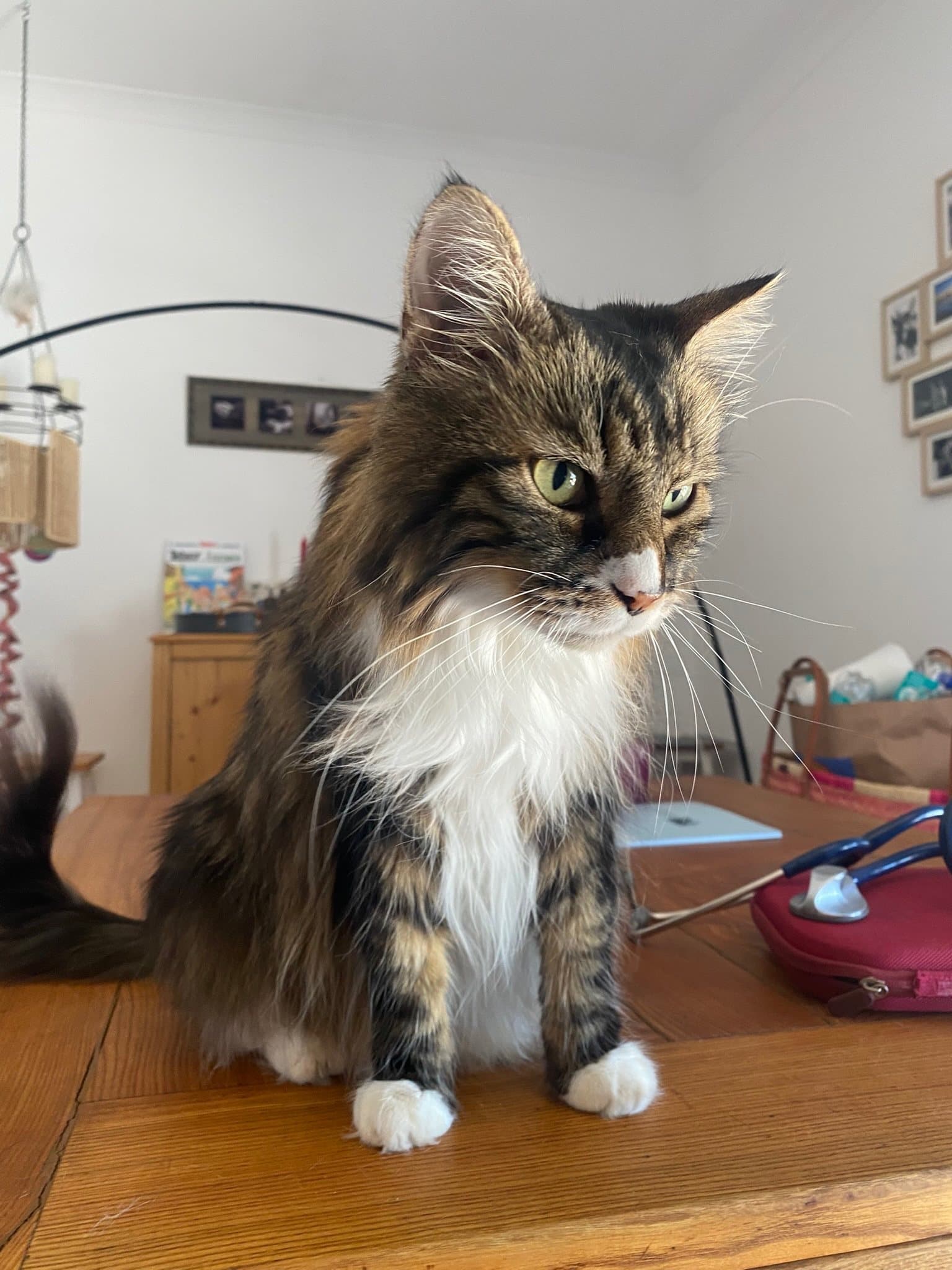 A long-haired cat on the dining table at home, next to Paula's stethoscope and bag