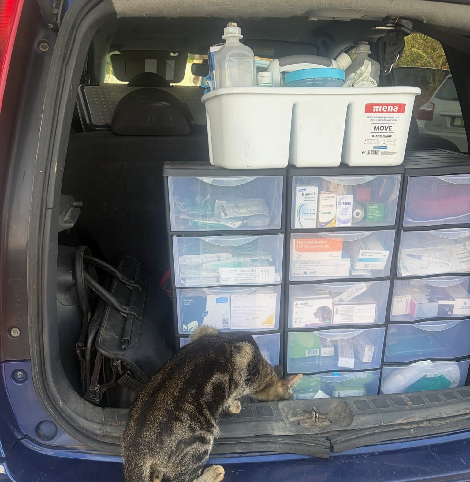 A tabby cat inspecting the medicine drawers in the back of Paula's car