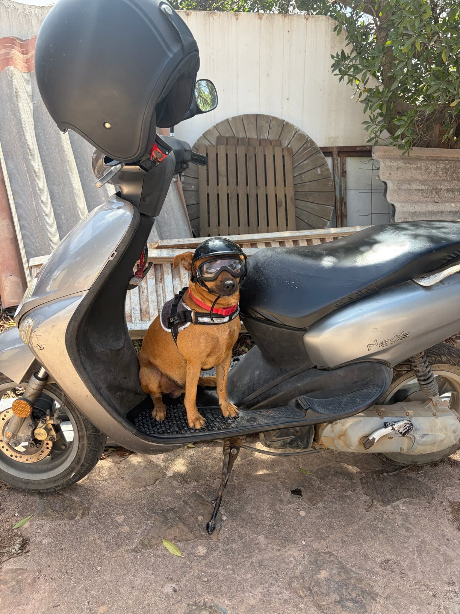A small dog in a helmet and goggles sitting on a scooter