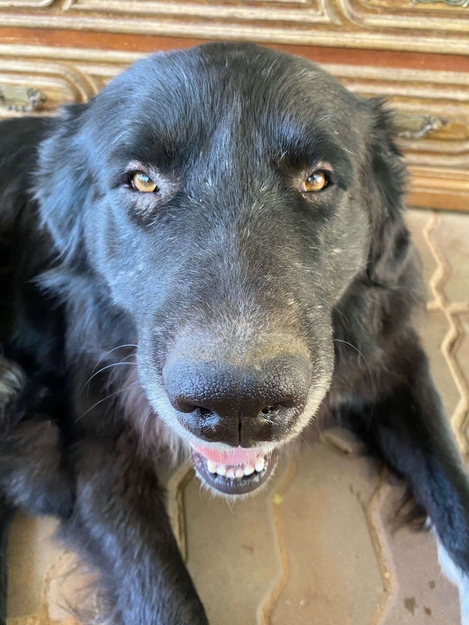 A black dog grinning up at the camera