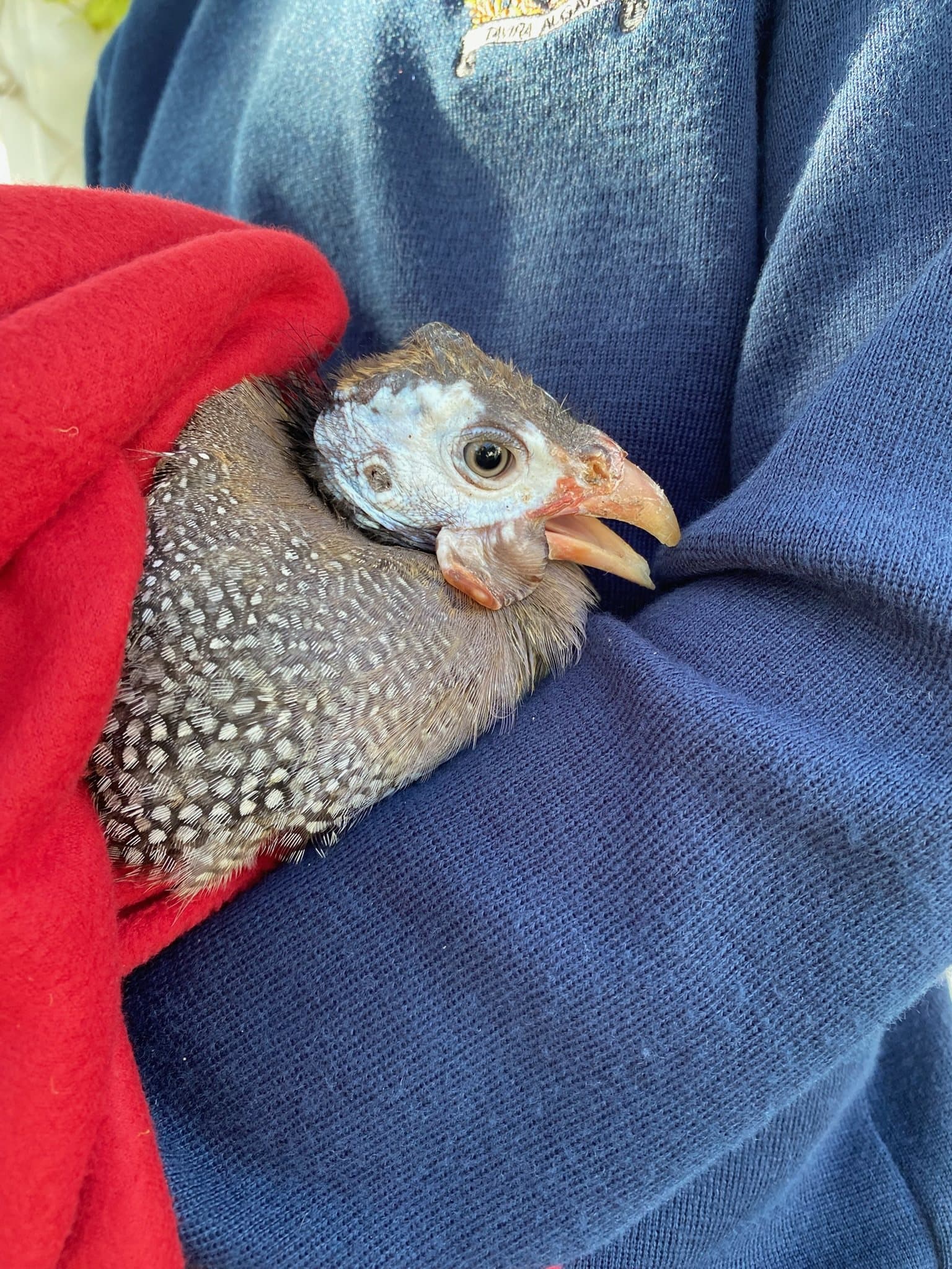 A guinea fowl held safely in the crook of an arm