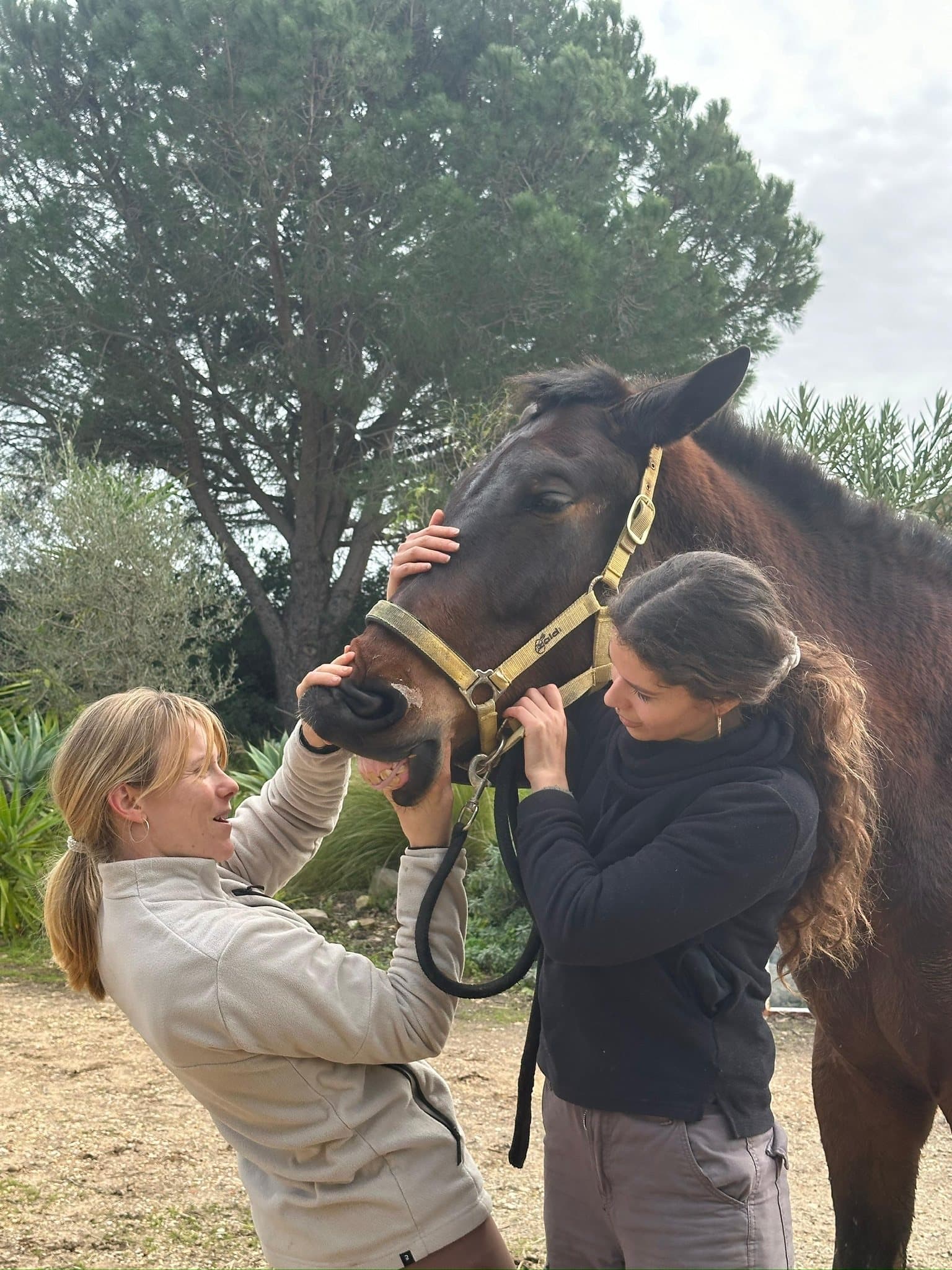 Paula checking a horse's mouth at the yard while the owner holds him
