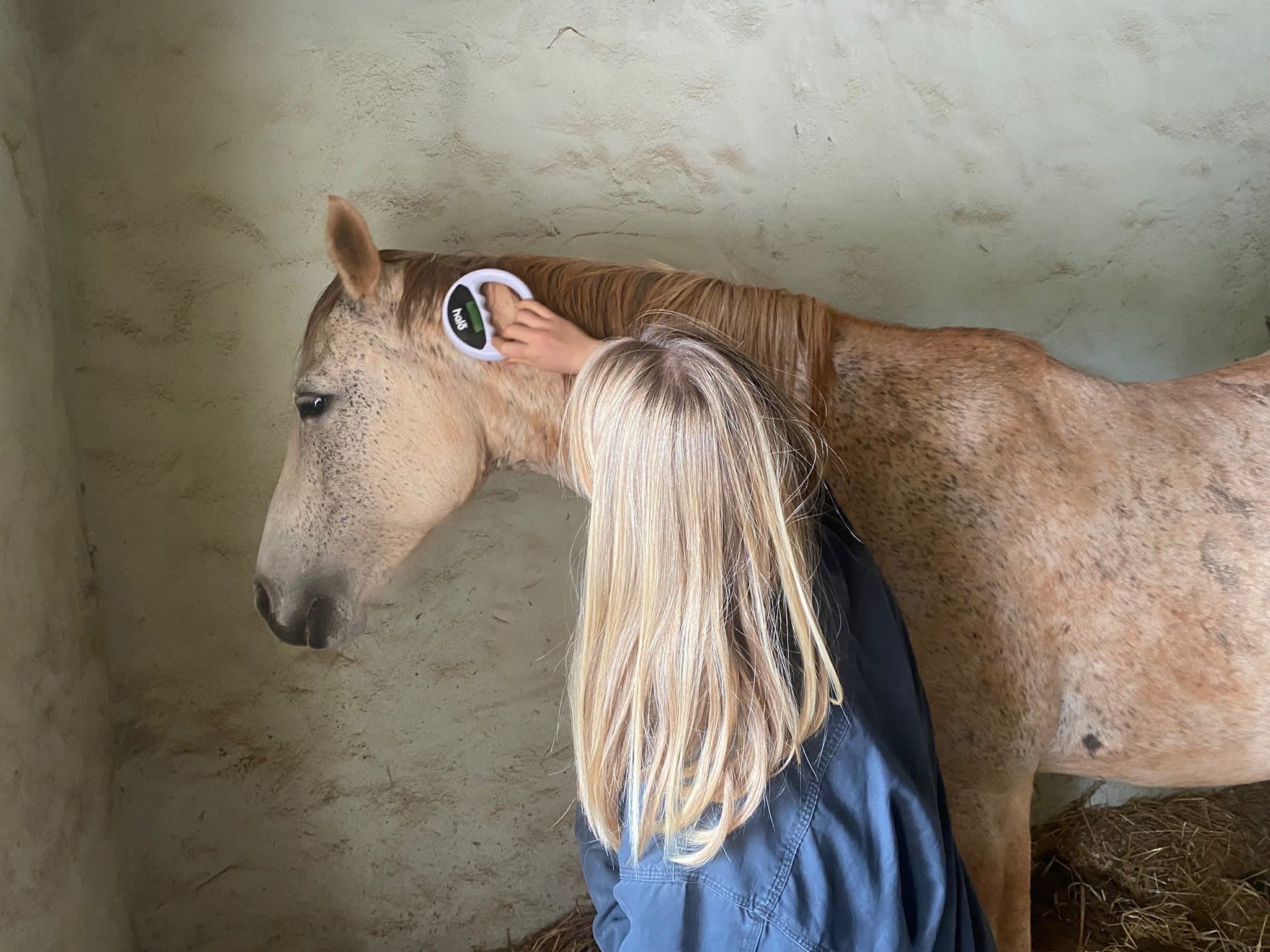 Paula reading a grey horse's microchip in the stable