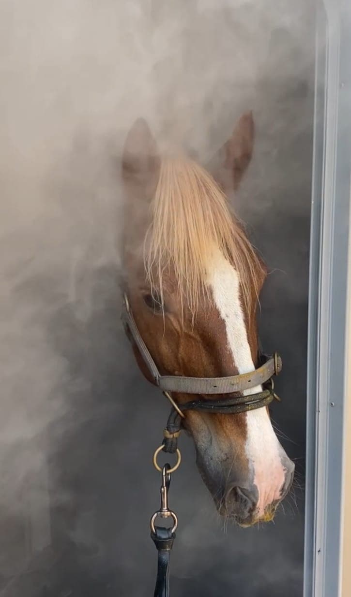 Salztherapie für Pferde