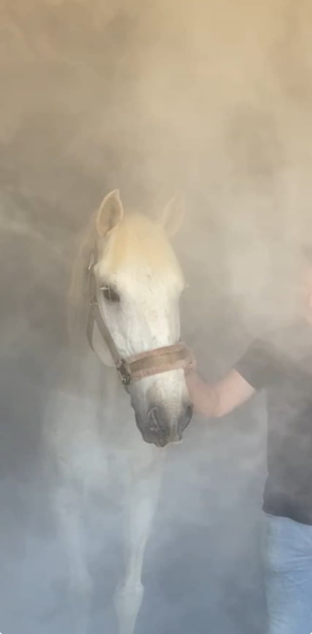 Horse in salt therapy trailer